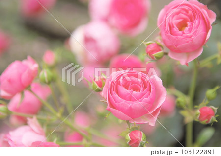 生田緑地ばら苑のバラ 103122891