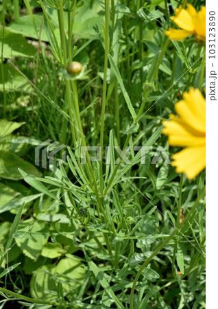 オオキンケイギクの葉 オオキンケイギクの葉 103123890