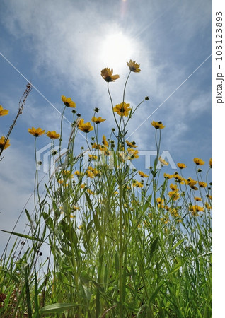 オオキンケイギクの花 オオキンケイギクの花 103123893