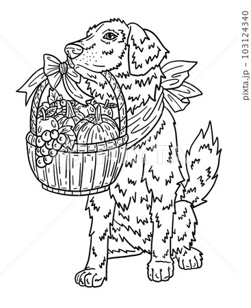 Thanksgiving Dog Carrying Harvest Isolated Adults  103124340