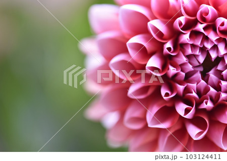 ダリア 華やかな花びらのイメージ背景 花のぼかし ダリア 華やかな花びらのイメージ背景 花のぼかし 103124411