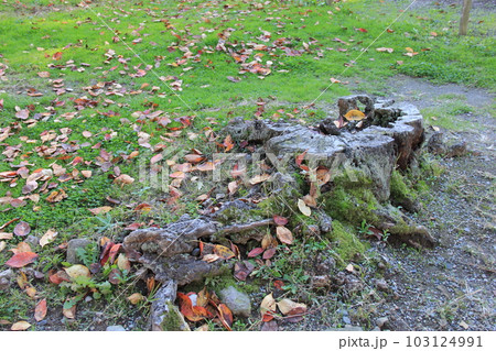 切り株/苔が覆う地面にある、古い切り株 103124991