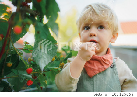 Happy little boy in overalls harvesting and eating raspberries. 103125055