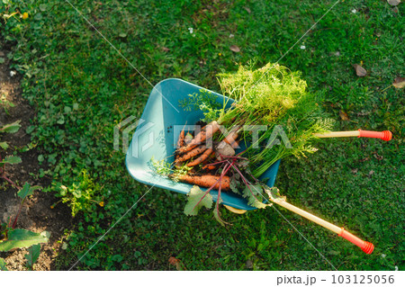 Top view of kids wheelbarrow with harvest, carrots and beetroots in garden. 103125056