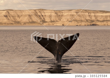 Southern right whale,jumping behavior, Southern right whale,jumping behavior, 103125584