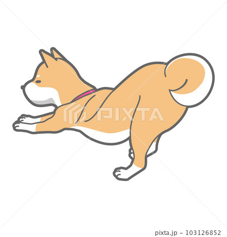 伸びをする柴犬のベクターイラスト 103126852