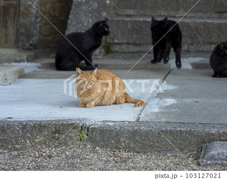 神社に住む地域猫 神社に住む地域猫 103127021