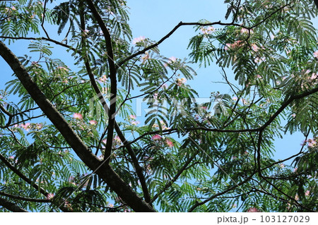見上げる初夏のネムノキ 見上げる初夏のネムノキ 103127029