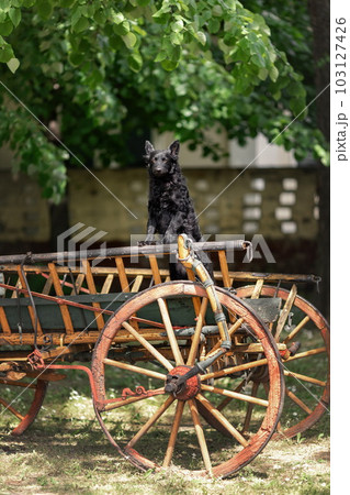 Black mudi dog in traditional wooden cart 103127426
