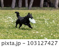 Black mudi dog playing with frisbee disc 103127427
