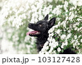 Close up portrait of hungarian black mudi dog in white flowers 103127428