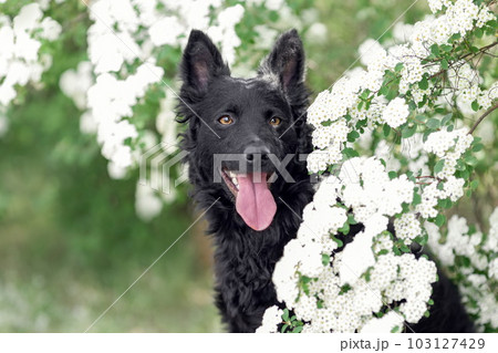 Close up portrait of hungarian black mudi dog at summer Close up portrait of hungarian black mudi dog at summer 103127429