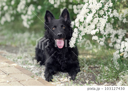 Black mudi dog lying at nature 103127430