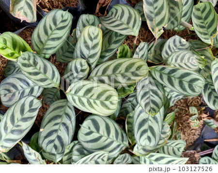 Close up of calathea fishbone plant  103127526
