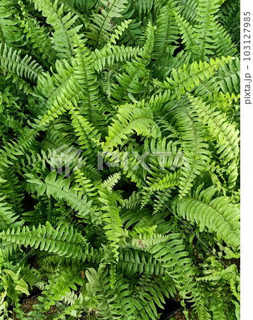 Close up of fishbone fern plant  103127985