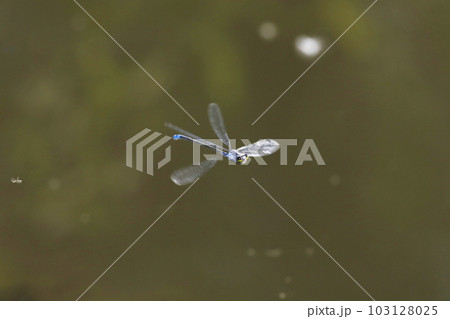 クロイトトンボの飛行 103128025