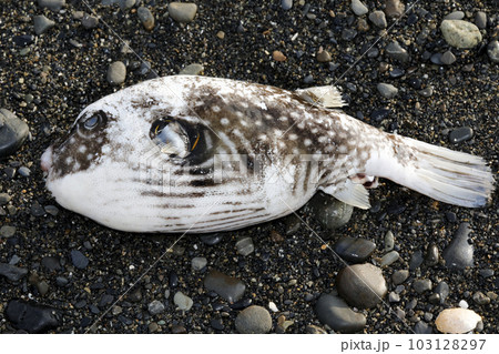 漂着　サザナミフグ 103128297