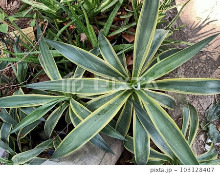 Close up of variegated agave plant Close up of variegated agave plant 103128407