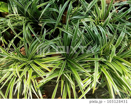 Close up of walking anthericum plant  103128431