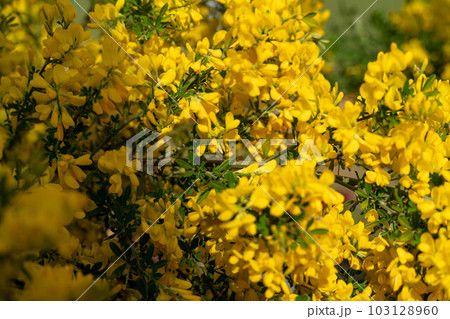 綺麗なミモザ 103128960