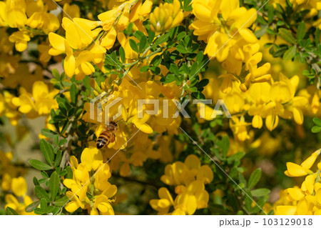 綺麗なミモザ 103129018