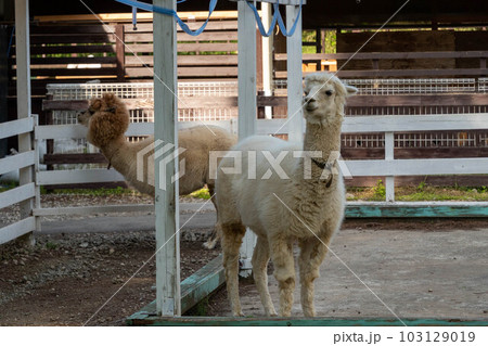 アルパカ 103129019