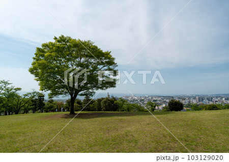 大きな木のある新緑の公園 103129020