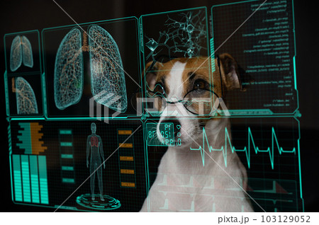 Jack Russell Terrier dog looks at a virtual screen with a medical examination of the respiratory system. HUD menu. Jack Russell Terrier dog looks at a virtual screen with a medical examination of the respiratory system. HUD menu. 103129052