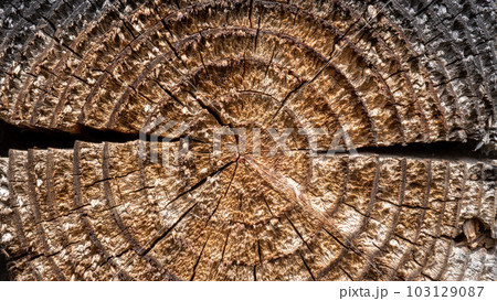 木目が見える木材の断面 103129087