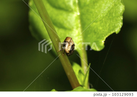 マルウンカの幼虫 103129093