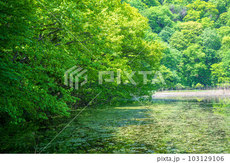 大峰沼　浮島　新緑の景色　みなかみ町　 103129106