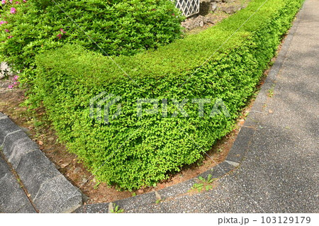 ドウダンツツジの生垣 103129179