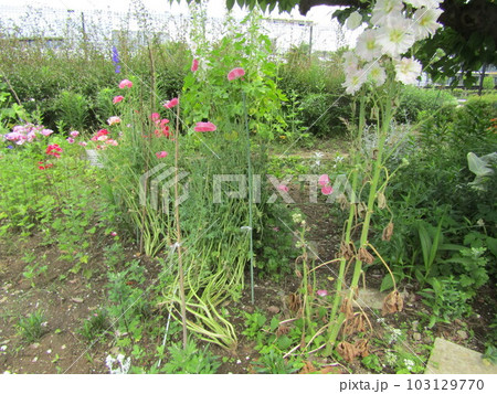 桃色のポピーの花と白色のタチアオイの花 桃色のポピーの花と白色のタチアオイの花 103129770