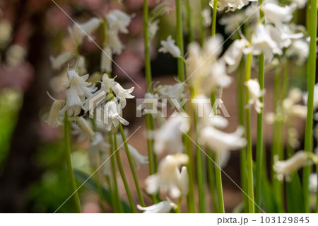 白いシラー　カンパニュラータ 103129845