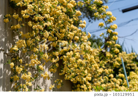 青空に映えるモッコウバラ 103129951