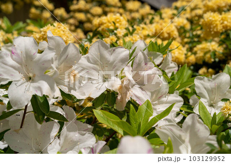 綺麗なモッコウバラとツツジ 103129952