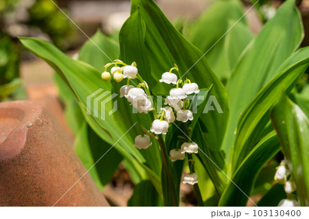 可愛らしい鈴蘭 103130400