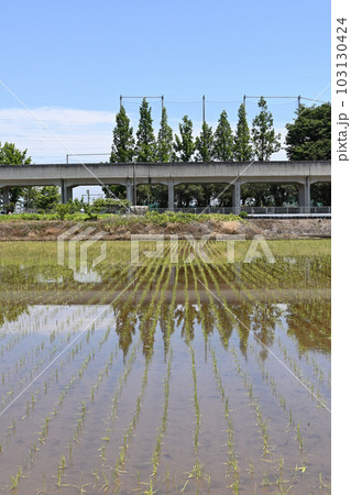 水田に映る森林 水田に映る森林 103130424