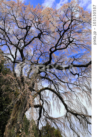 福島県の桜・・内出の桜・・郡山市 103130587