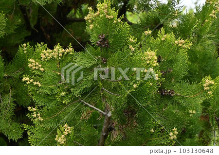 コノテガシワの雌花 103130648