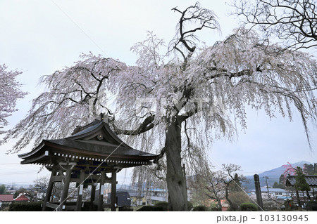 福島県の桜・・昌建寺の桜 103130945