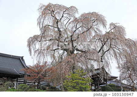 福島県の桜・・昌建寺の桜 103130947