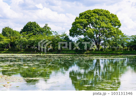 京都嵯峨嵐山の夏 緑豊かな大覚寺 大沢池 京都嵯峨嵐山の夏 緑豊かな大覚寺 大沢池 103131346