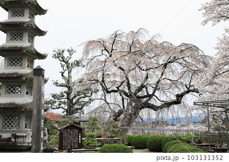 福島県の桜・・蛇の鼻遊楽園 福島県の桜・・蛇の鼻遊楽園 103131352