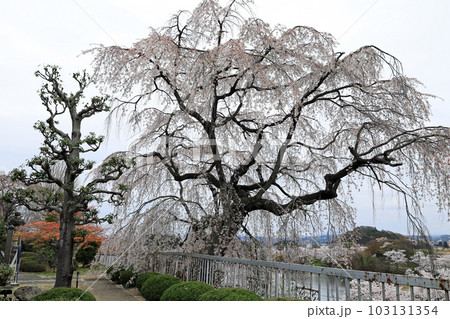 福島県の桜・・蛇の鼻遊楽園 103131354