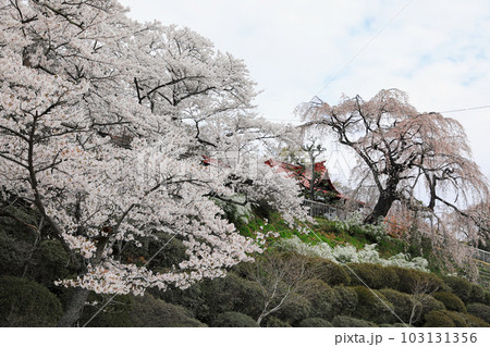 福島県の桜・・蛇の鼻遊楽園 103131356