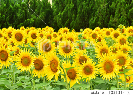 満開のヒマワリ・夏イメージ 満開のヒマワリ・夏イメージ 103131418