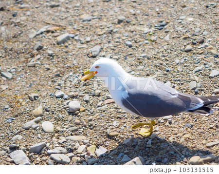 お菓子を咥えたウミネコ 103131515
