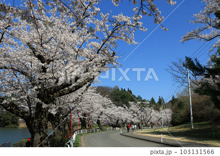 春の高松の池 103131566