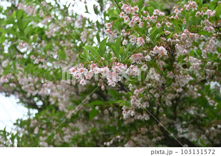 エゴノキの花 103131572
